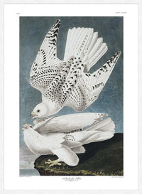 Iceland Falcon Vintage Antique Bird Print