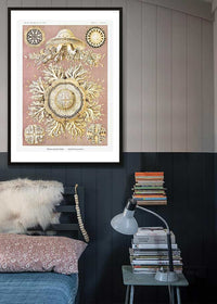 Jellyfish Discomedusae–Schweibenquallen Vintage Illustration print