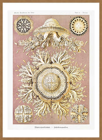 Jellyfish Discomedusae–Schweibenquallen Vintage Illustration print