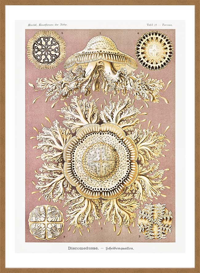 Jellyfish Discomedusae–Schweibenquallen Vintage Illustration print