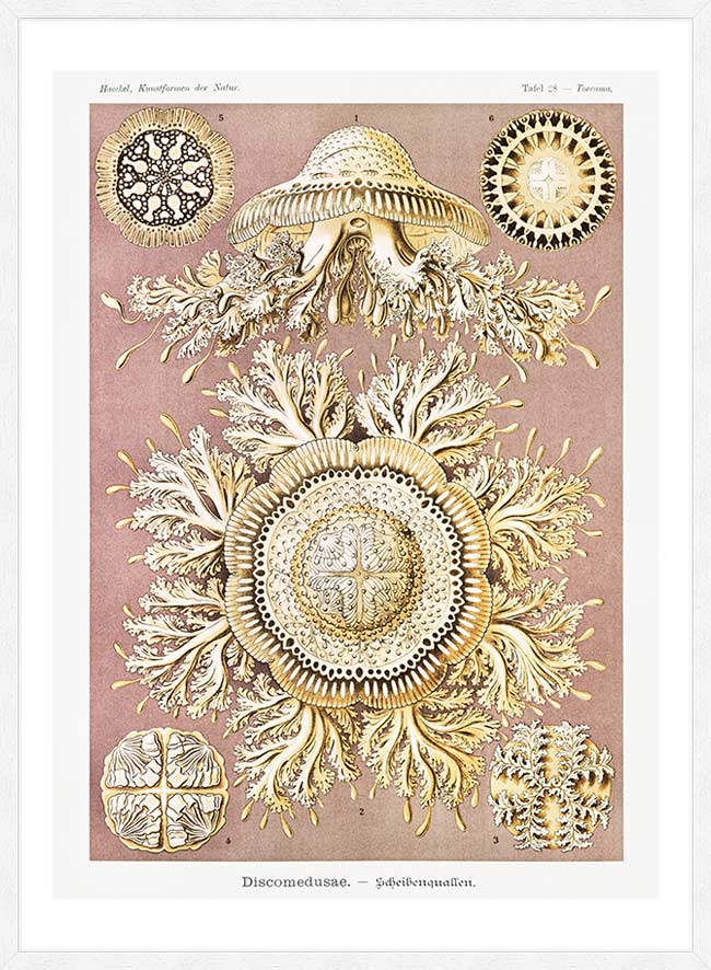Jellyfish Discomedusae–Schweibenquallen Vintage Illustration print