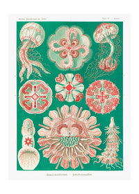 Jellyfish Green and Pink Vintage Antique Print
