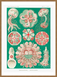 Jellyfish Green and Pink Vintage Antique Print