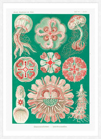 Jellyfish Green and Pink Vintage Antique Print