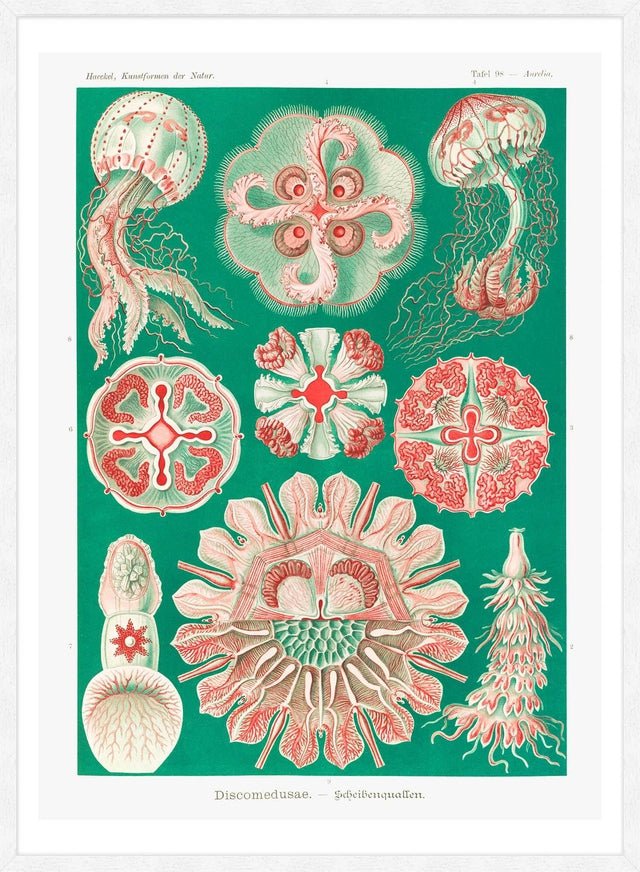 Jellyfish Green and Pink Vintage Antique Print