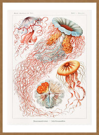 Jellyfish Illustration Vintage Print