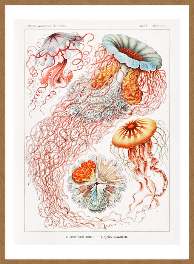Jellyfish Illustration Vintage Print