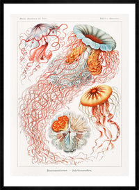 Jellyfish Illustration Vintage Print