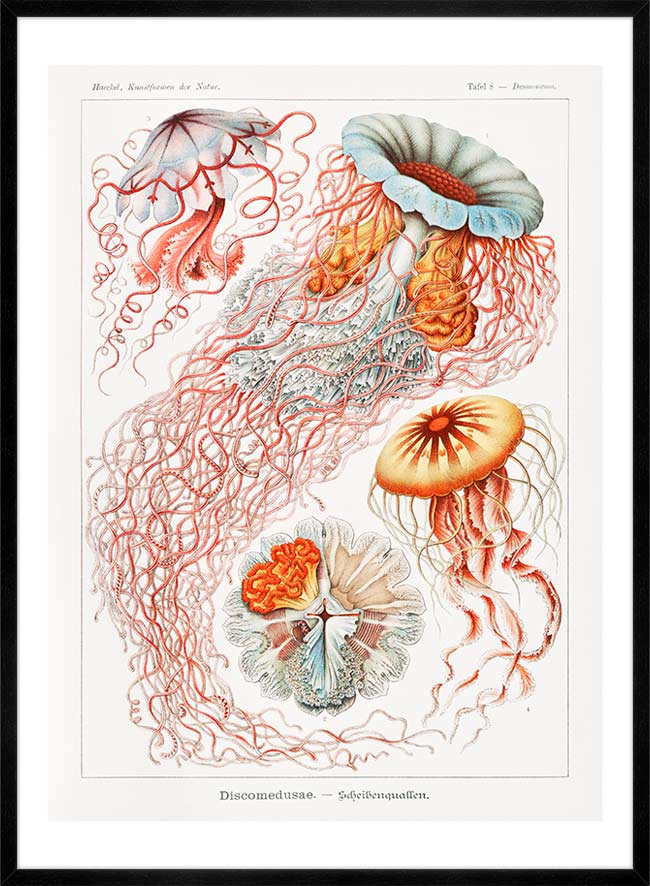 Jellyfish Illustration Vintage Print