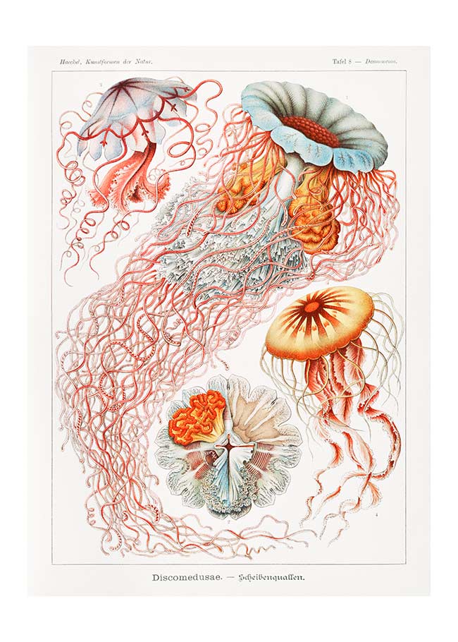 Jellyfish Illustration Vintage Print