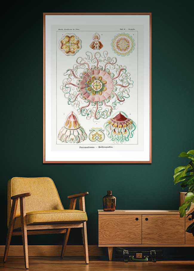 Jellyfish Phyllum Cnidaria Vintage Illustration Print