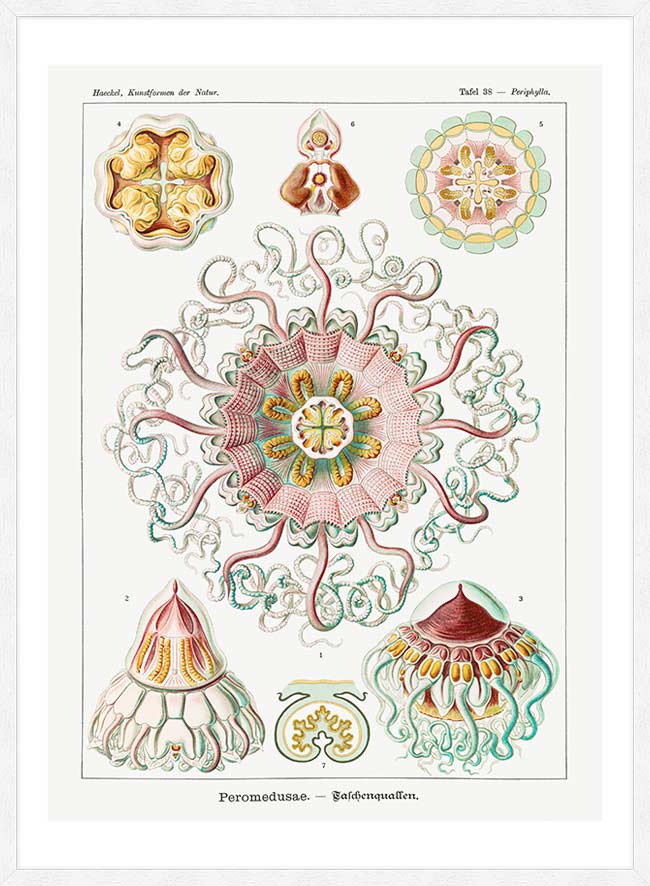 Jellyfish Phyllum Cnidaria Vintage Illustration Print