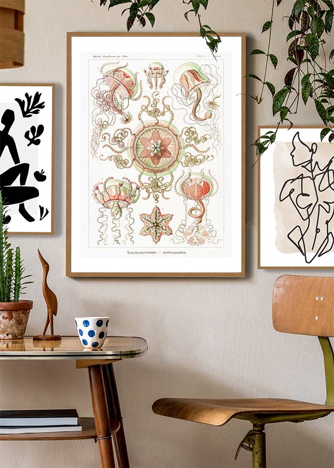 Jellyfish Trachomedusae Vintage Illustration Print