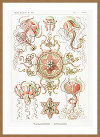 Jellyfish Trachomedusae Vintage Illustration Print