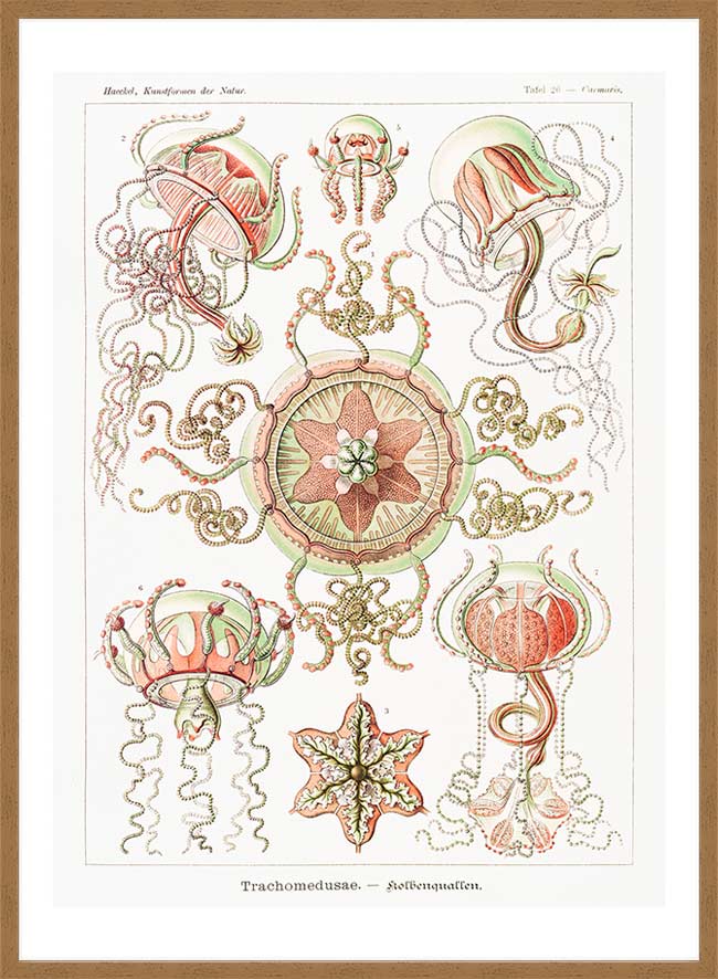 Jellyfish Trachomedusae Vintage Illustration Print
