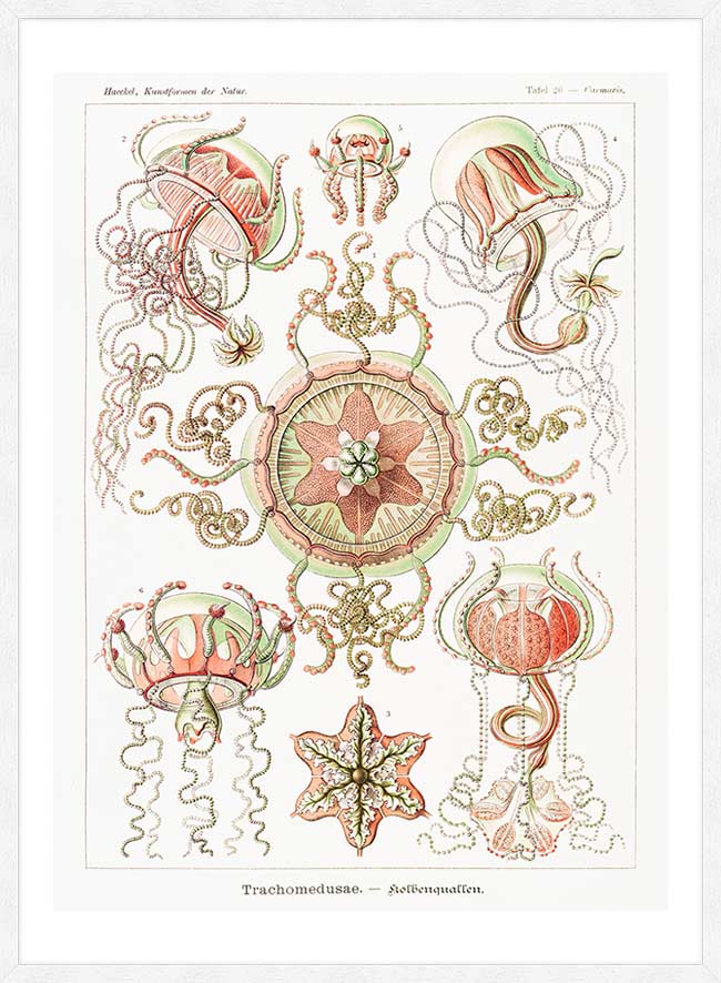 Jellyfish Trachomedusae Vintage Illustration Print