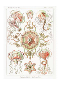 Jellyfish Trachomedusae Vintage Illustration Print