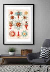 Jellyfish Vintage Antique Print