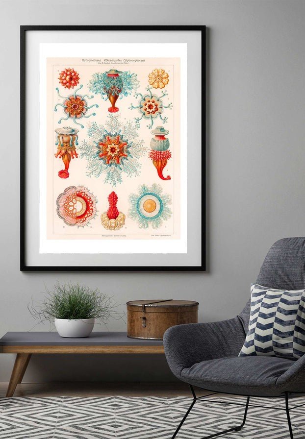 Jellyfish Vintage Antique Print