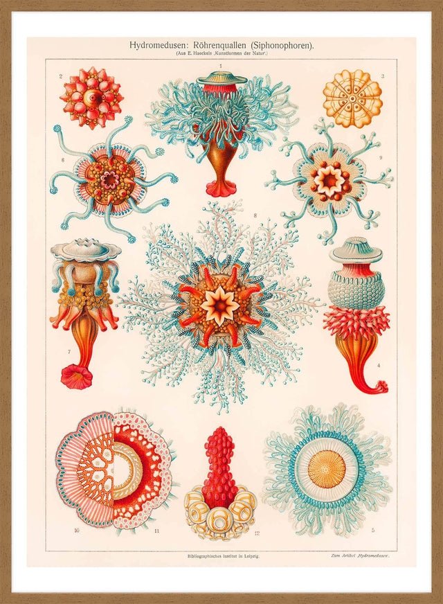 Jellyfish Vintage Antique Print