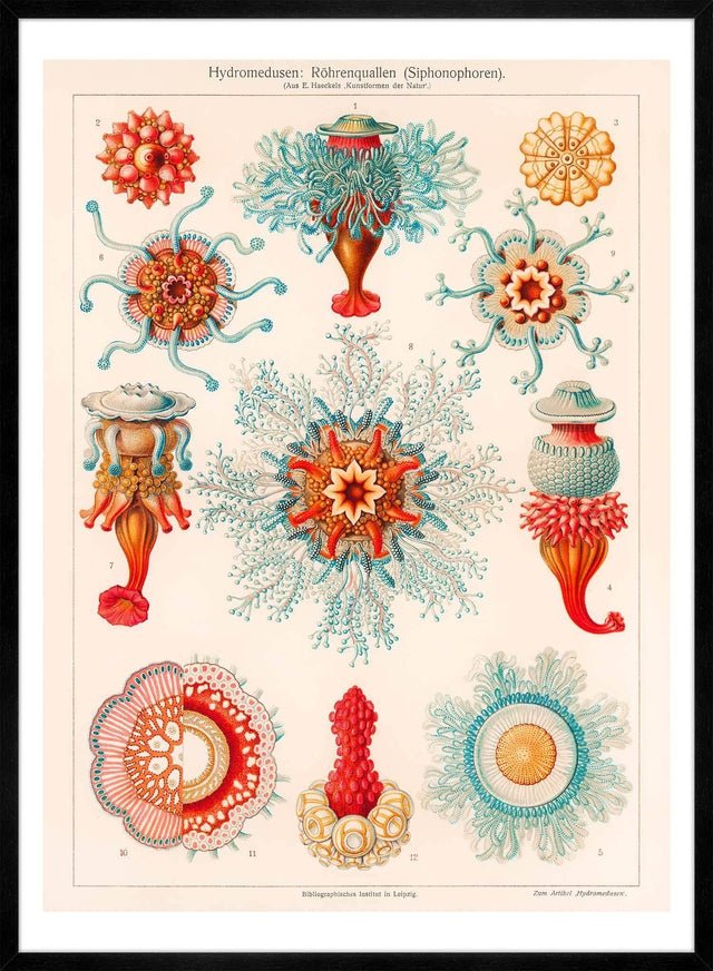 Jellyfish Vintage Antique Print
