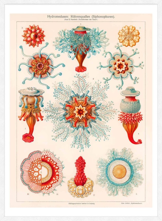 Jellyfish Vintage Antique Print