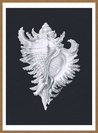 Large Conch Sea Shell Black and White Antique Print