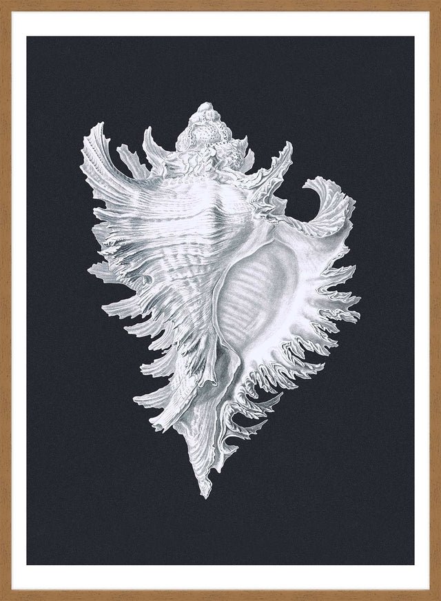 Large Conch Sea Shell Black and White Antique Print