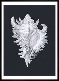 Large Conch Sea Shell Black and White Antique Print