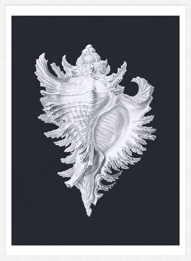 Large Conch Sea Shell Black and White Antique Print
