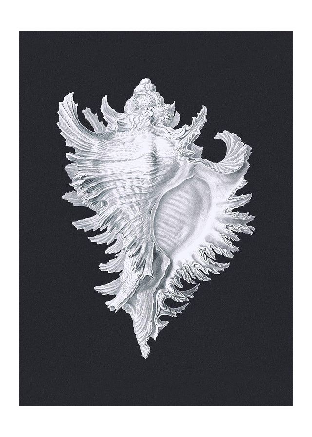 Large Conch Sea Shell Black and White Antique Print