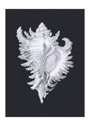 Large Conch Sea Shell Black and White Antique Print