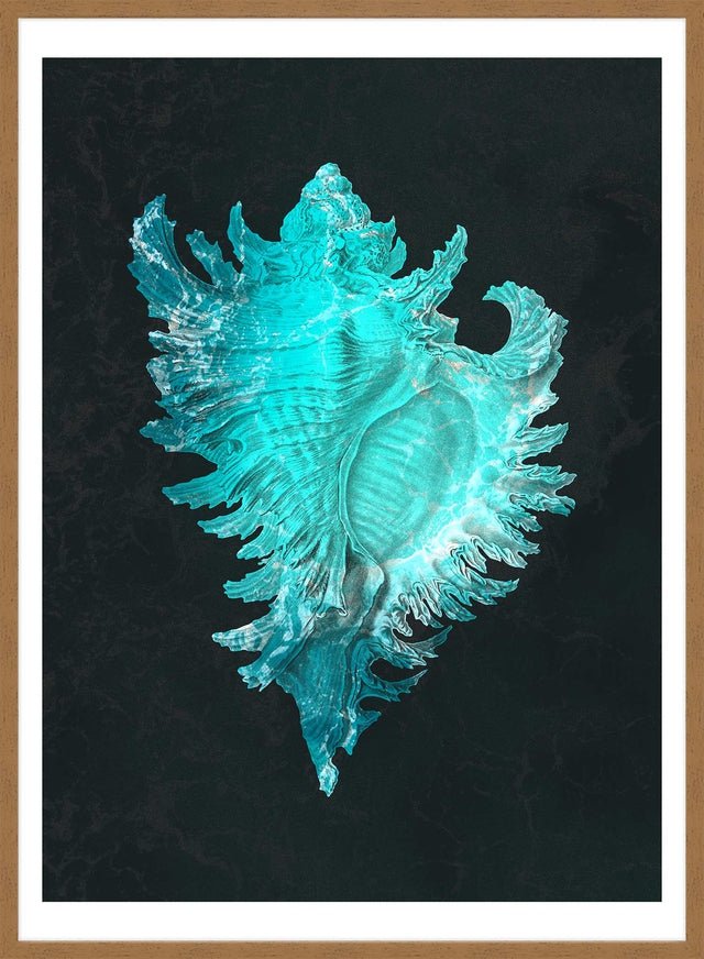 Large Conch Sea Shell Blue Antique Print