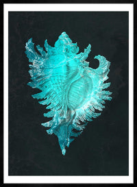 Large Conch Sea Shell Blue Antique Print