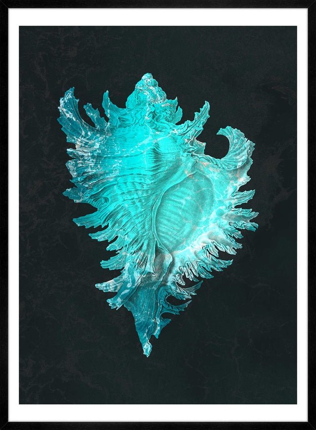 Large Conch Sea Shell Blue Antique Print