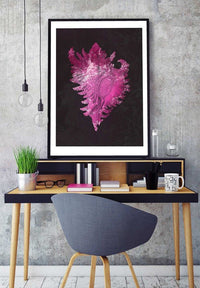 Large Conch Sea Shell Pink Antique Print