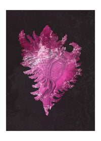 Large Conch Sea Shell Pink Antique Print