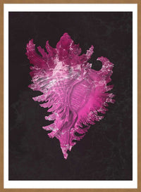 Large Conch Sea Shell Pink Antique Print