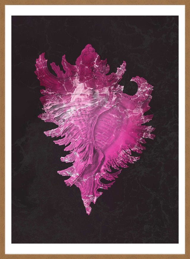 Large Conch Sea Shell Pink Antique Print