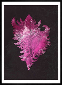 Large Conch Sea Shell Pink Antique Print