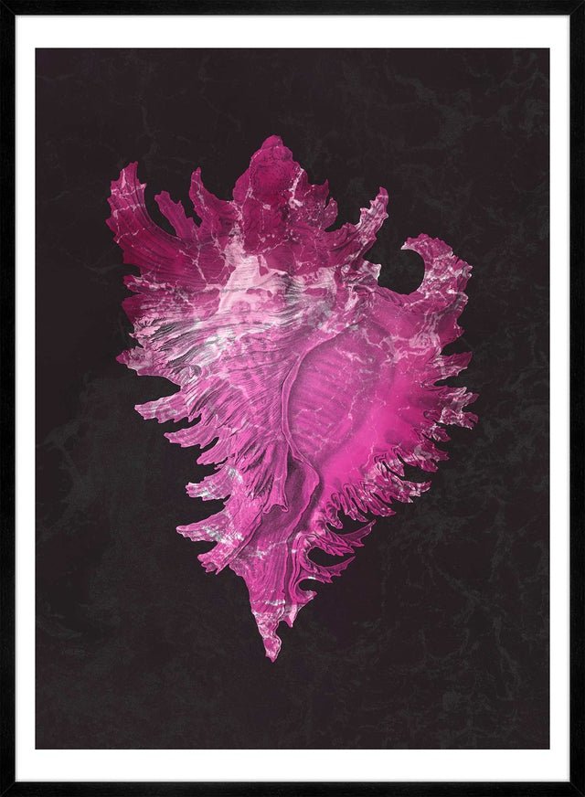 Large Conch Sea Shell Pink Antique Print