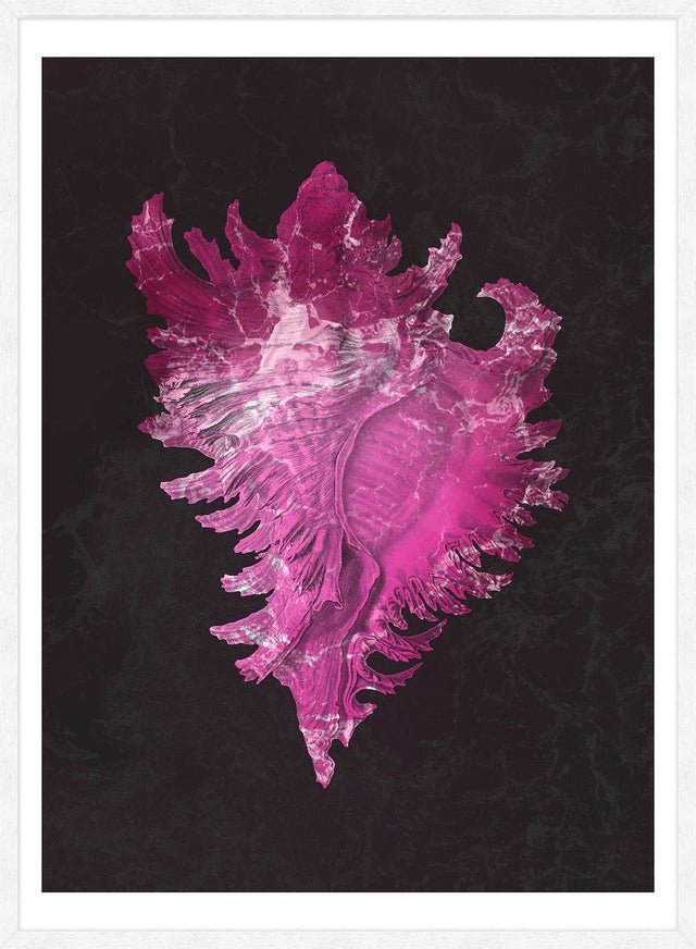 Large Conch Sea Shell Pink Antique Print