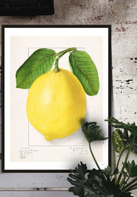 Large Lemon Vintage Antique Print