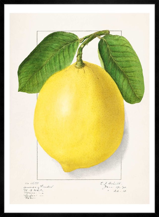 Large Lemon Vintage Antique Print