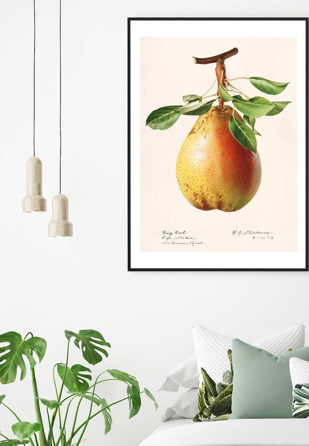 Large Pear Vintage Antique Print