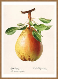 Large Pear Vintage Antique Print