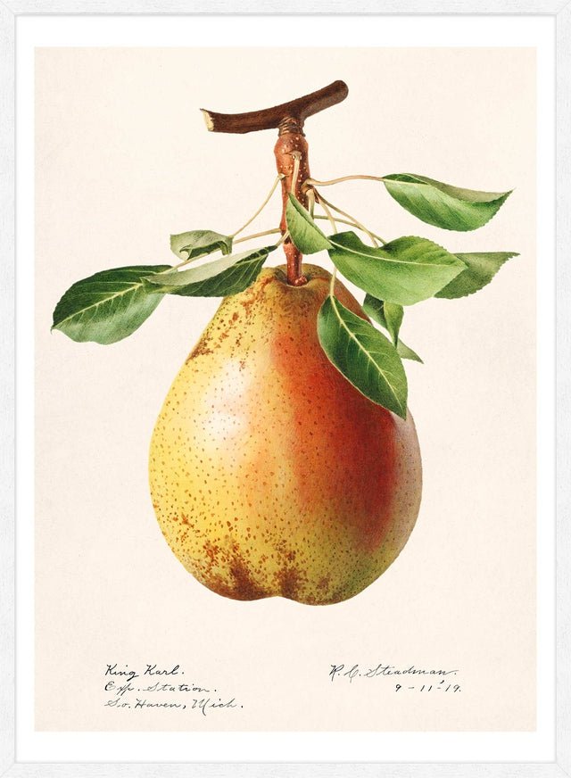 Large Pear Vintage Antique Print