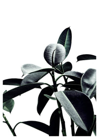 Leaves Print