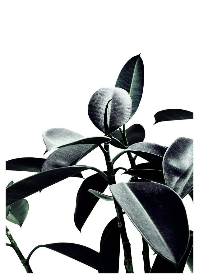 Leaves Print