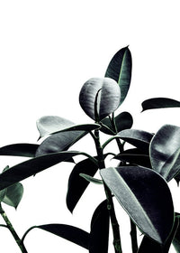 Leaves Print